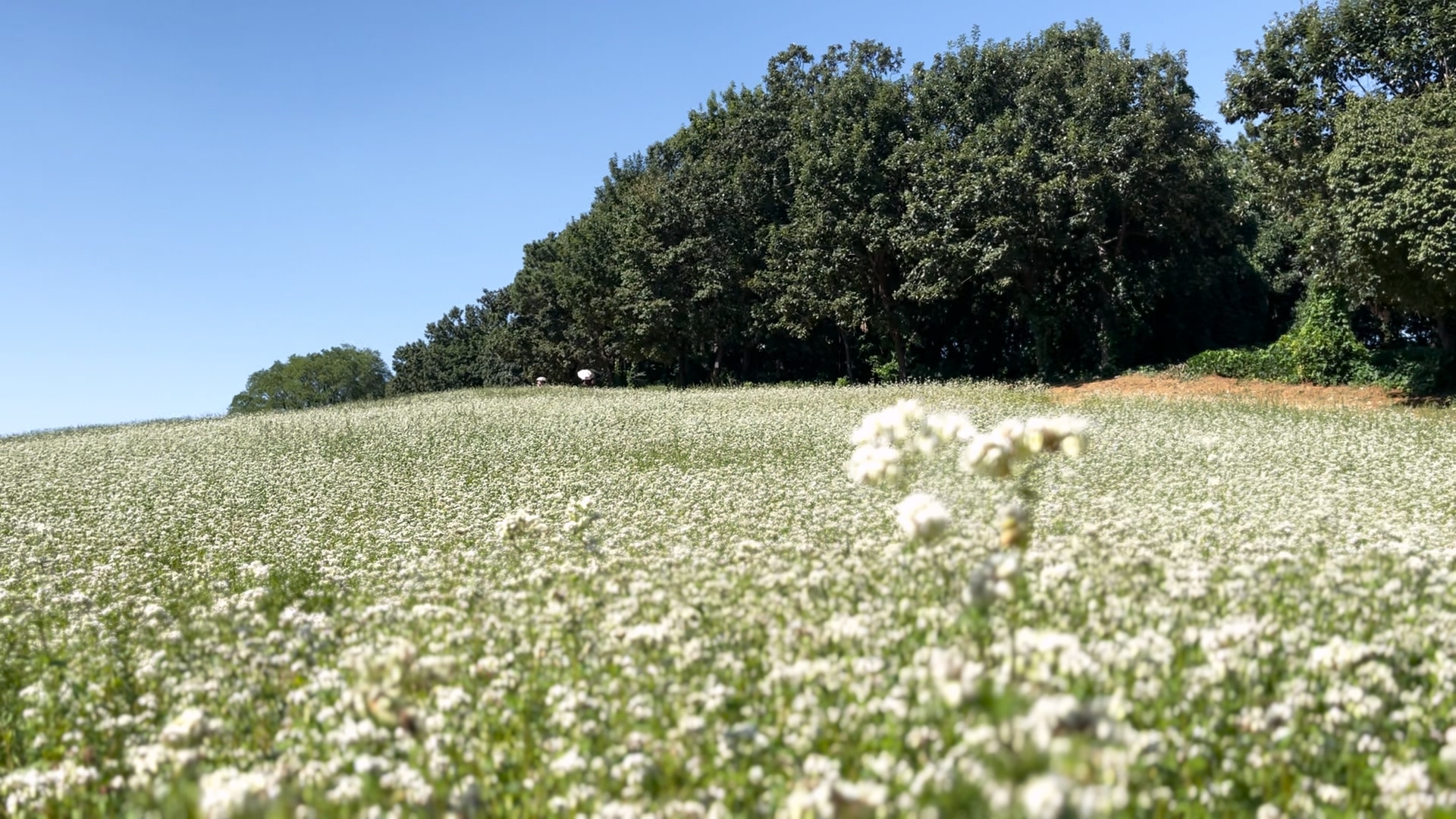 인천 선학동 메밀꽃