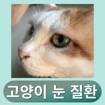 고양이 주요 눈 질환 7가지 증상 원인 치료법_5