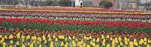 신안 튤립축제3