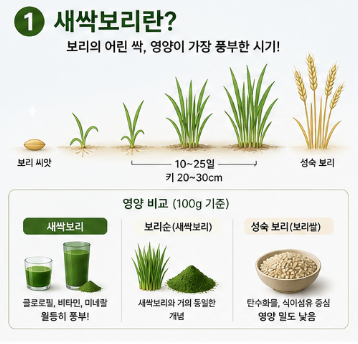 새싹보리-효능-먹는법-분말-가루-추천