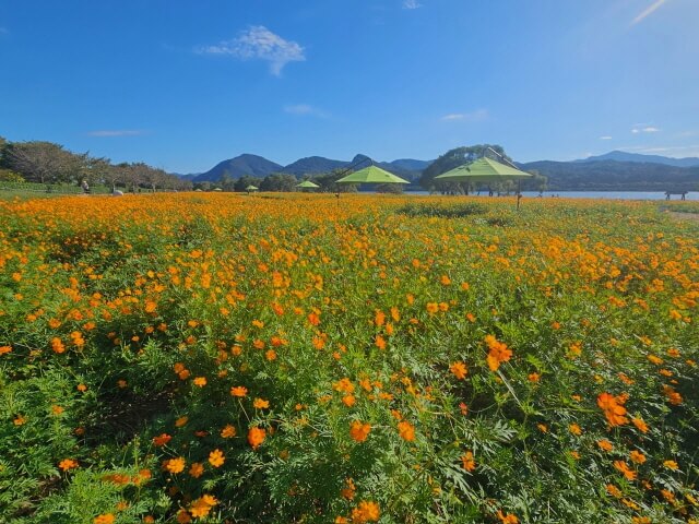 [정원가꾸기_실전편] 정원 잡초 관리 노하우와 생태적 제초법