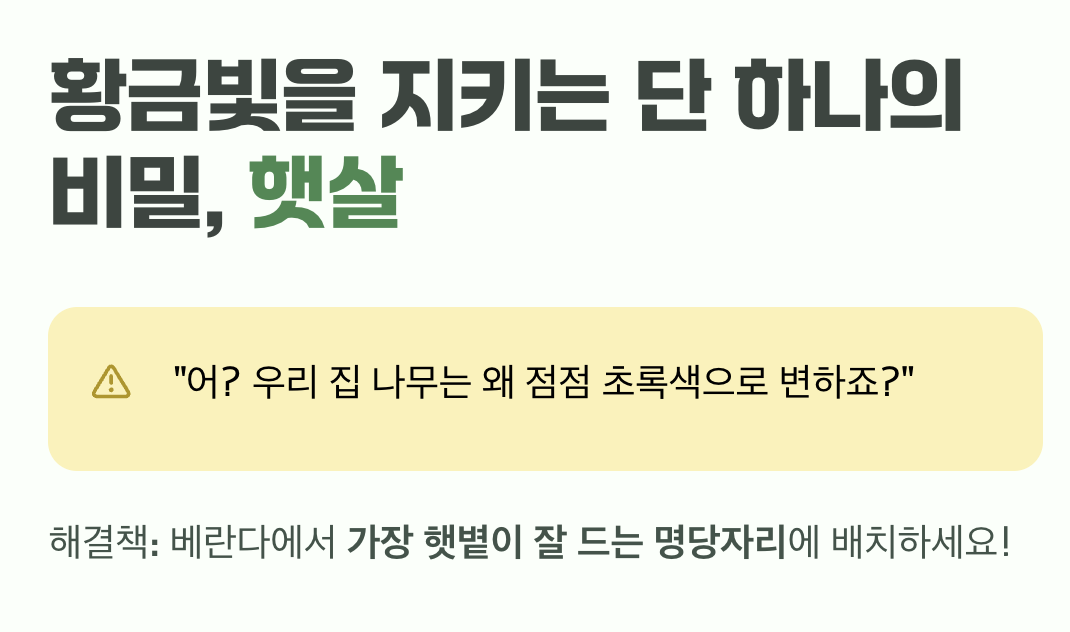 황금빛을 지키는 단 하나의 비밀, 햇살
