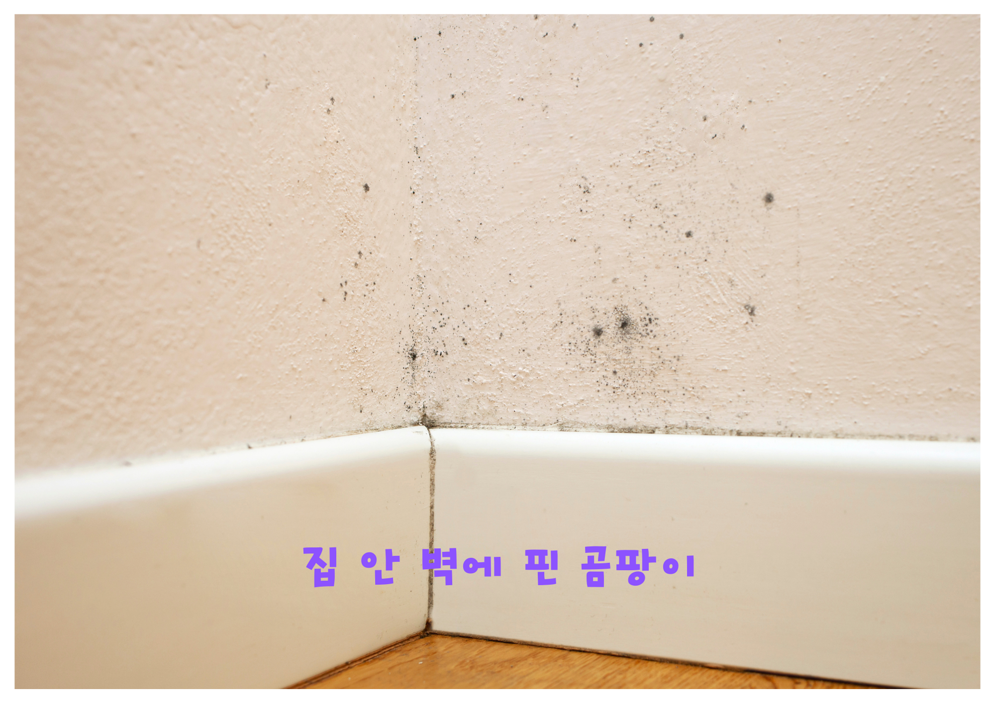 집 안 벽에 핀 곰팡이