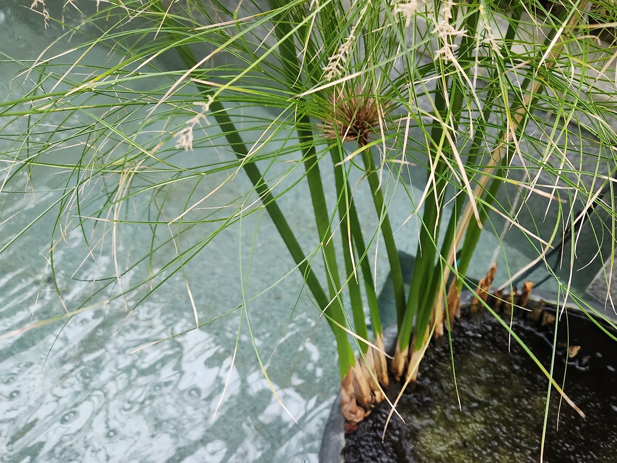 파피루스 Papyrus