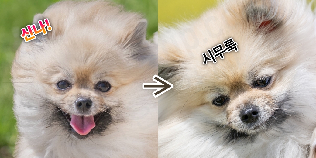 강아지가 즐거워하다가 시무룩해지는 모습