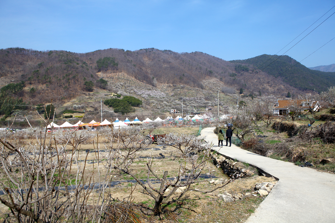 원동 매화 꽃축제