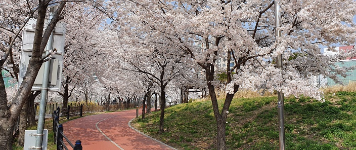 성내천 벚꽃길 & 단풍길 이미지