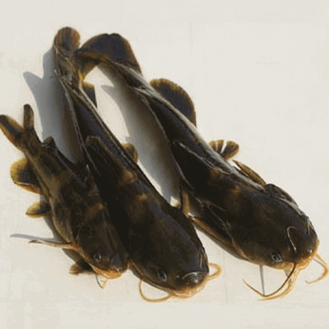 동자개(빠가사리)