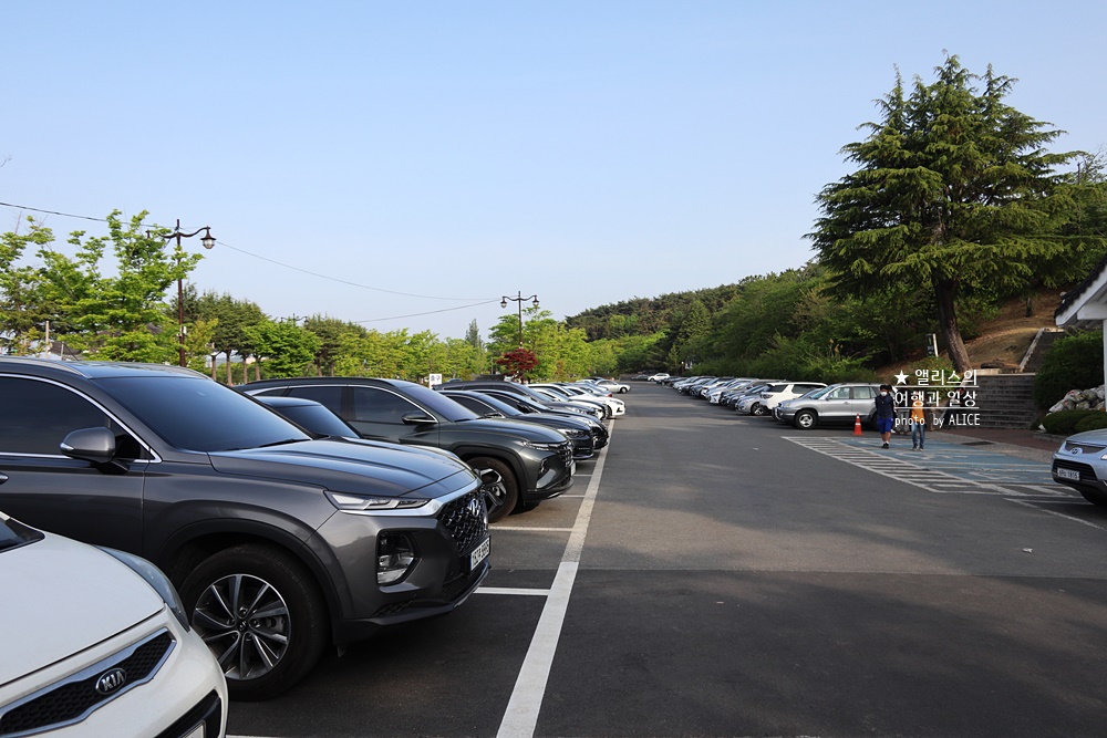 경주 불국사 겹벚꽃 위치, 명소 왕벚꽃 개화시기 (지금 만개), 주차정보