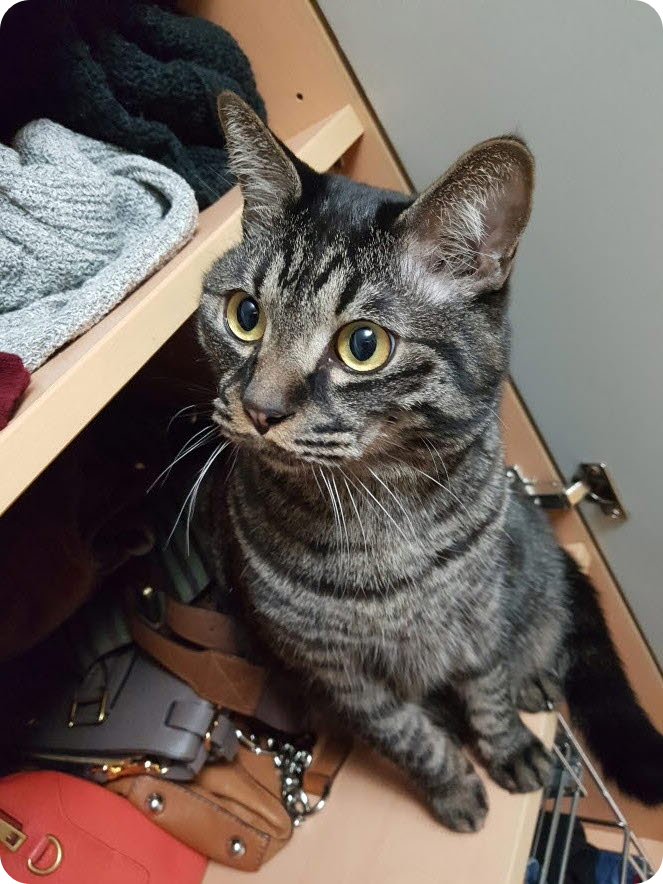 늠름한 까만 고양이 후추