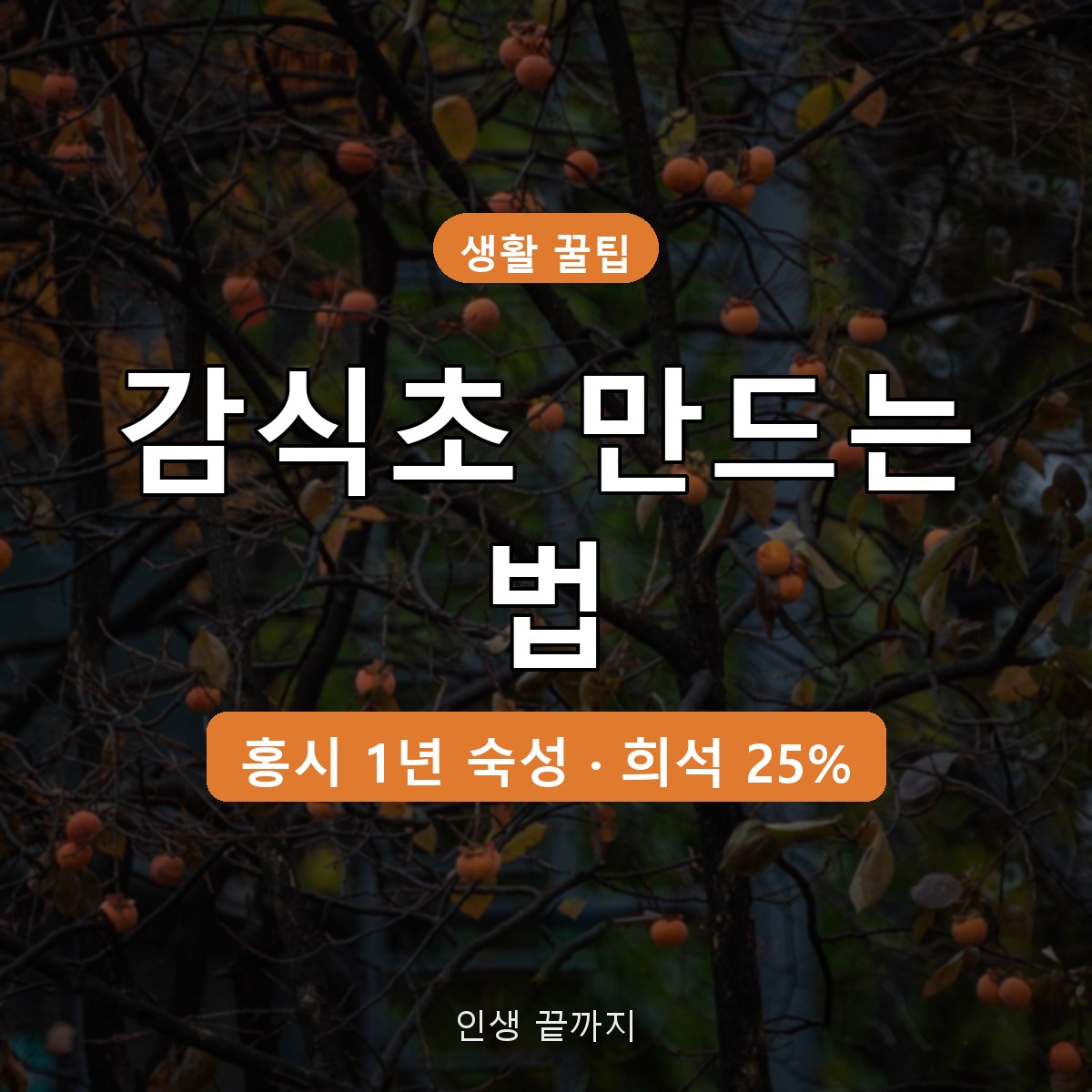 감식초 만드는 법, 홍시 항아리 1년 숙성부터 10일 막걸리 발효까지