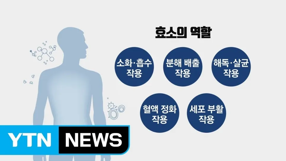 나무인삼효소, 효능 제조방법 숙취해소 간손상 예방!