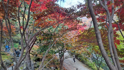 단풍명소_화담숲_이끼원