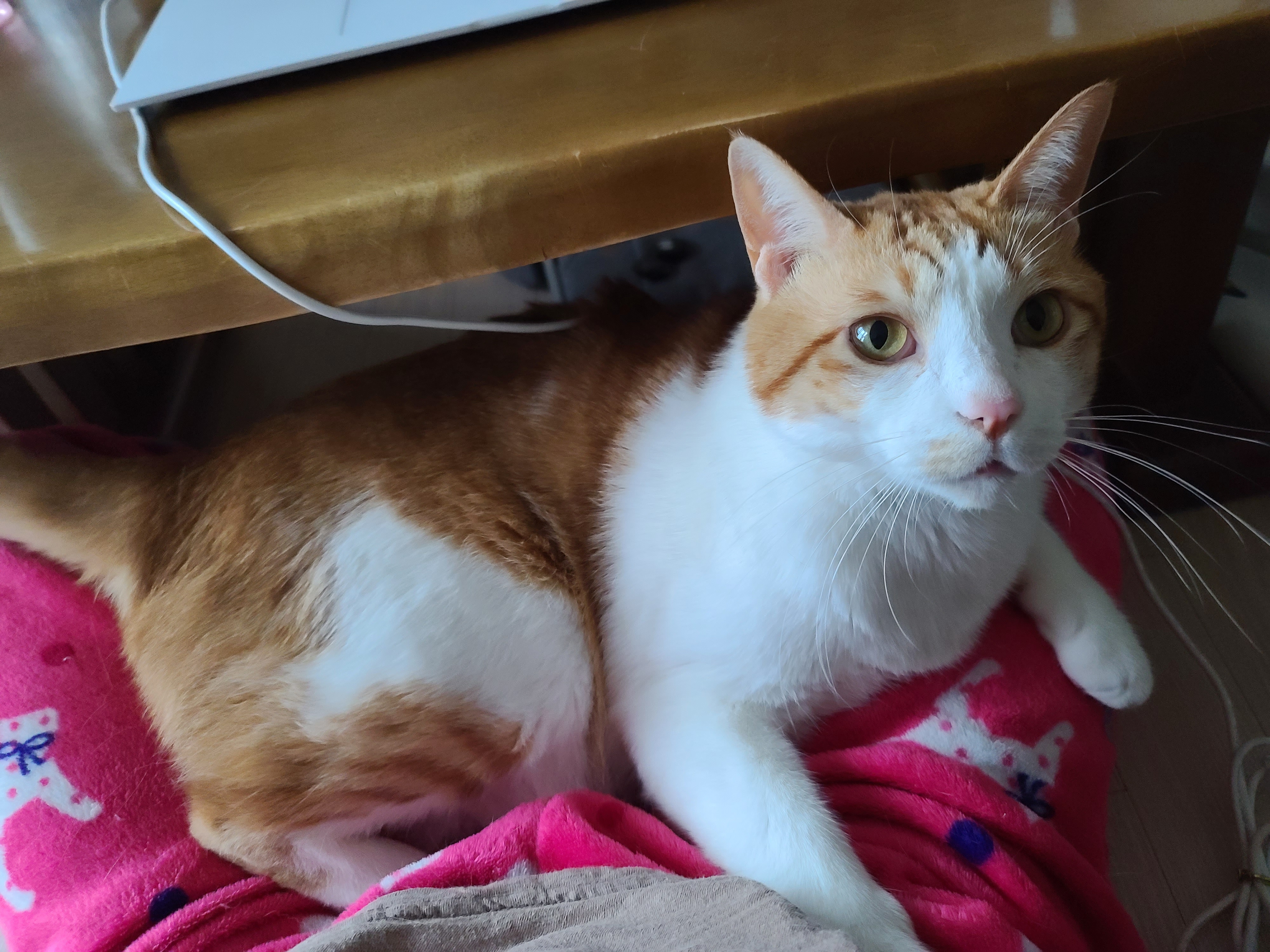 엄마 집사 무릎위 치즈냥이들 (feat. 무릎냥이들)