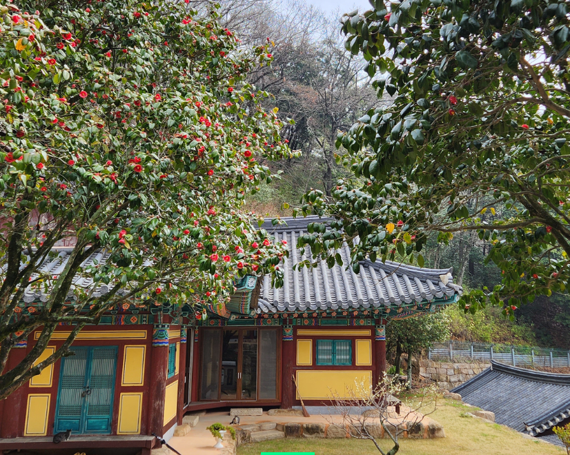 백련사 동백꽃