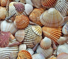 글루타치온 많이든 음식 12