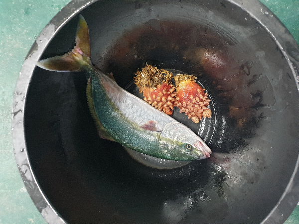검은 바스켓 안에 방어 한 마리와 멍게 두 마리가 들어 있다.