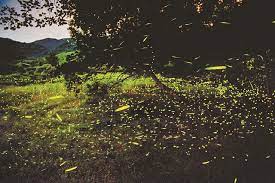 제 23회 태종대 반딧불이 관찰 체험 행사 기본일정과 특징 정리