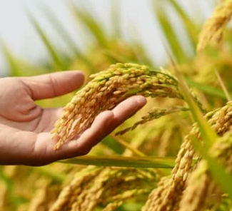 손해평가사 시험 일정 및 과목 2025