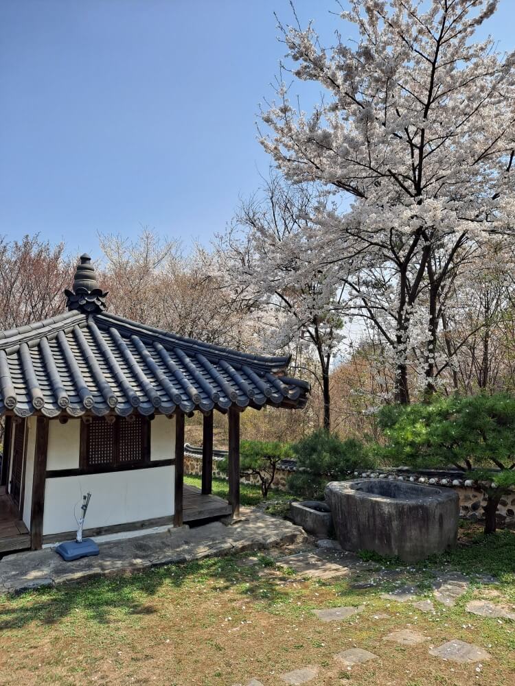 이천설봉공원벚꽃