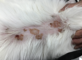 알레르기성피부염(복부)