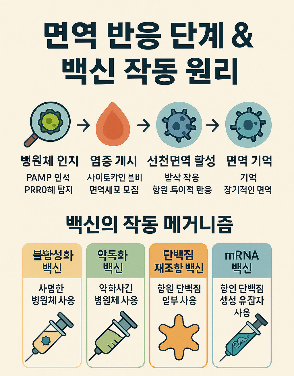면역 반응의 단계별 작동 원리관련 이미지