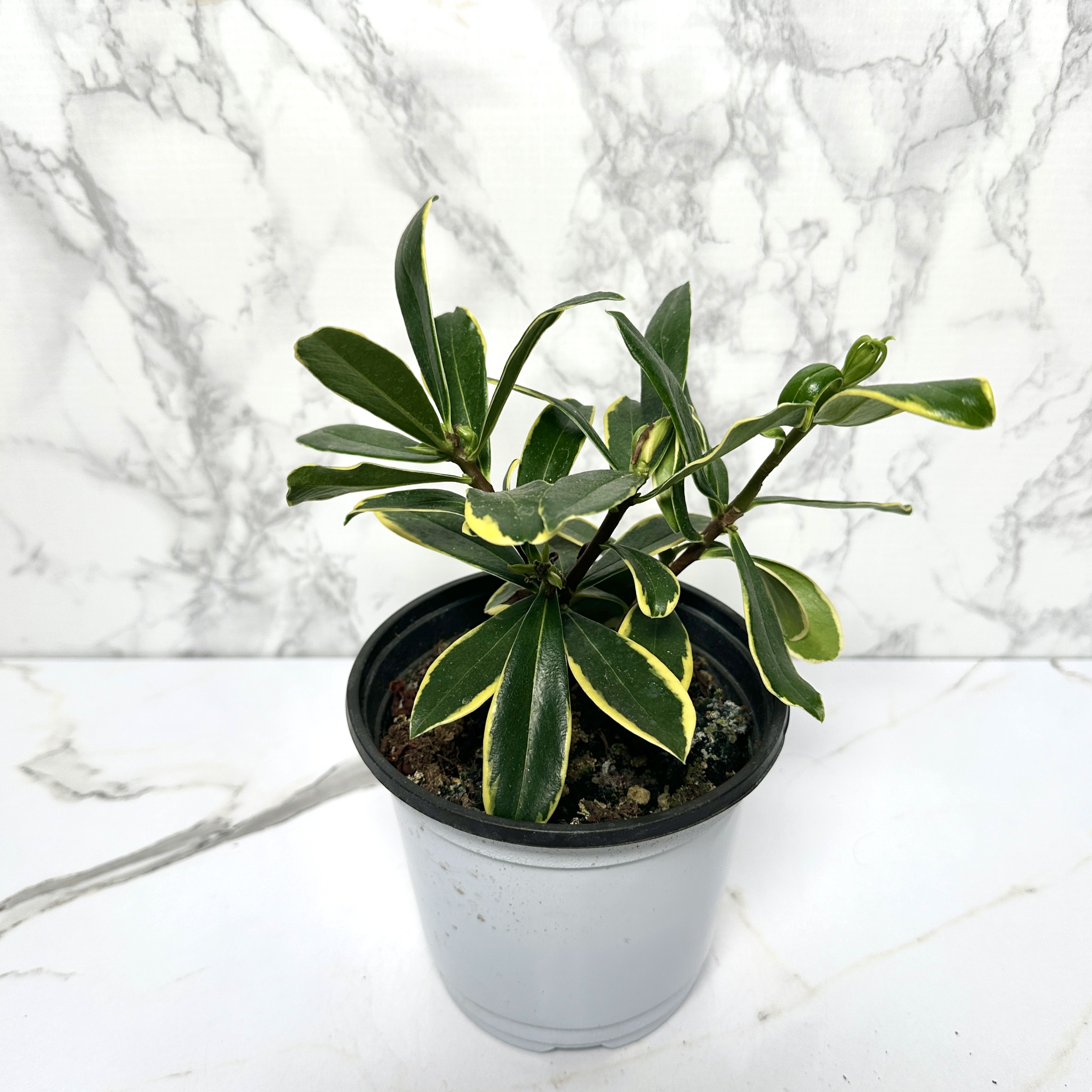 황금무늬 천리향 키우기