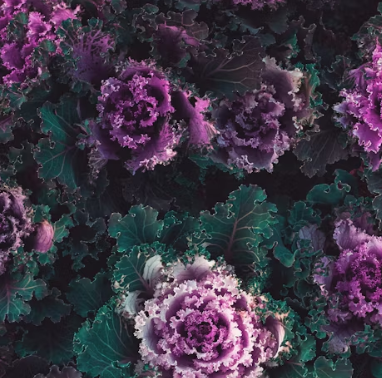 케일 효능과 부작용 고르는법 칼로리