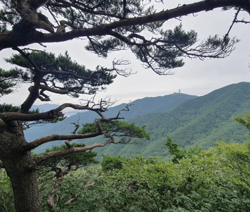 죽령14