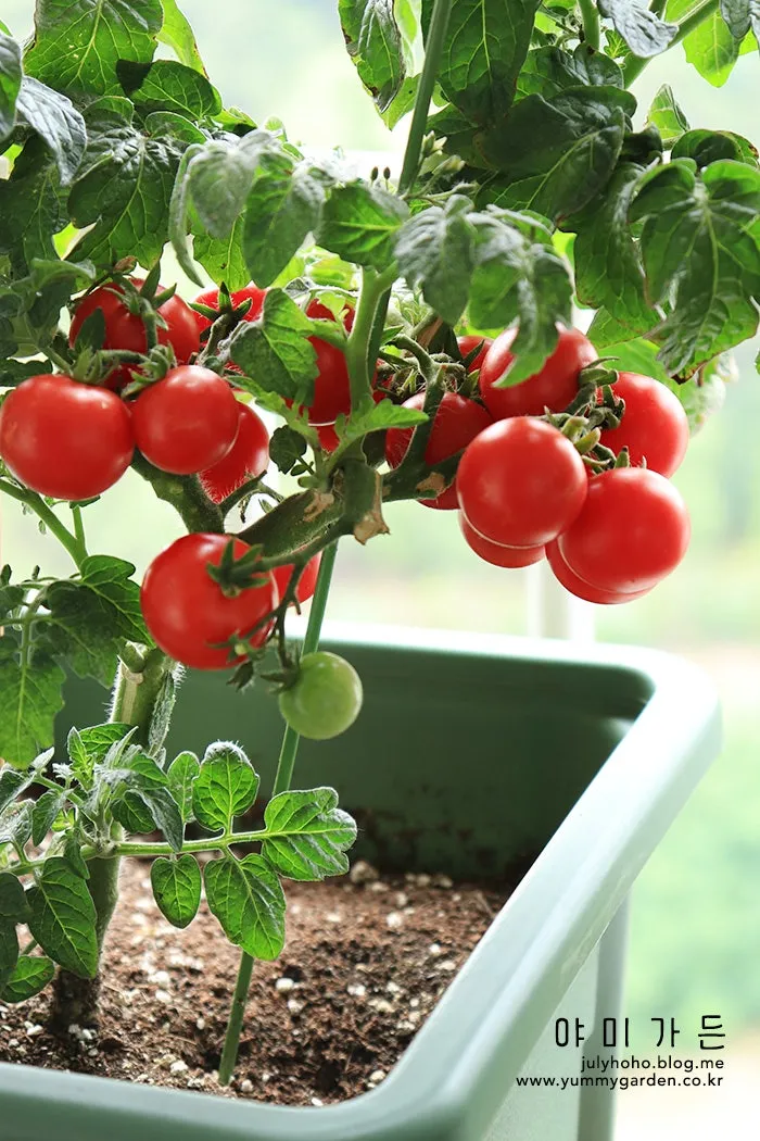 방울토마토 신선하게 보관하는 법 및 보관기간 안내_3