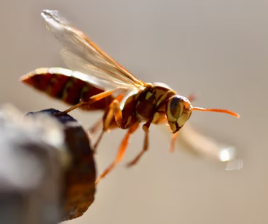 말벌에 쏘였을 때 응급처치&amp;#44; 말벌 퇴치법&amp;#44; 말벌퇴치비용&amp;#44; 말벌퇴치제