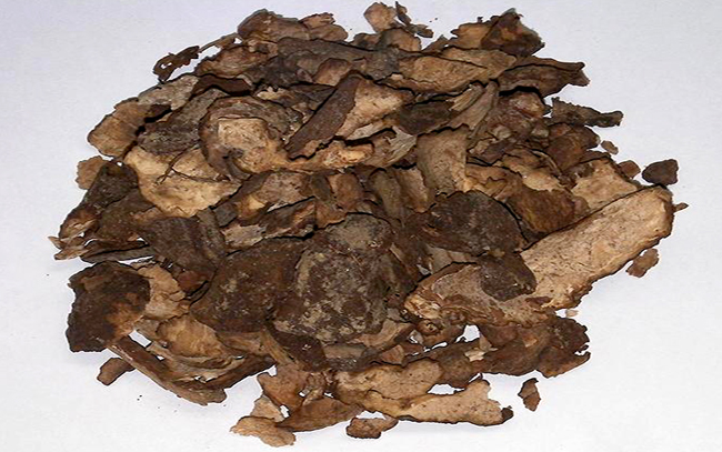 복령의 특성과 연구 및 가능성-동의보감 솔