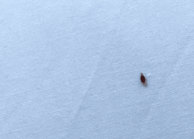 빈대 물린자국 빈대 퇴치법 퇴치제 살충제