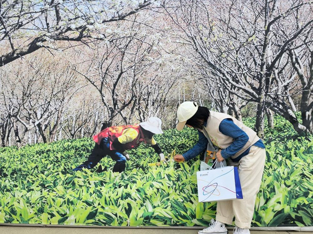 홍천 산나물축제