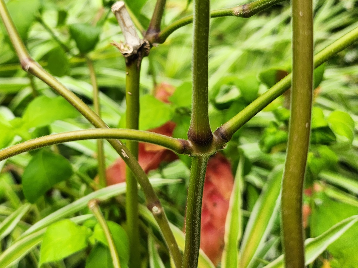 새우풀(붉은새우초)