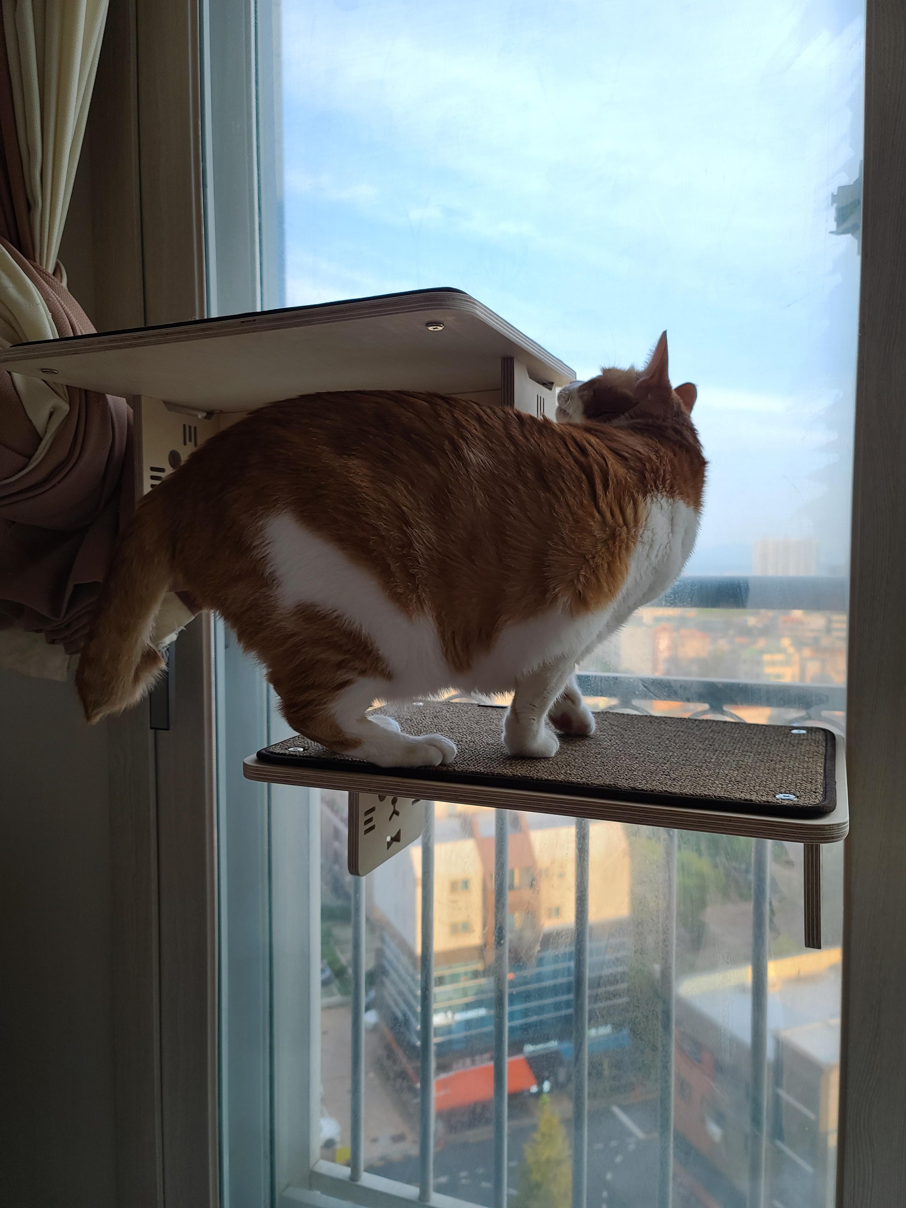 냥냥이들의 캣워크, 캣볼을 달았다. (내돈내산,스압주의)