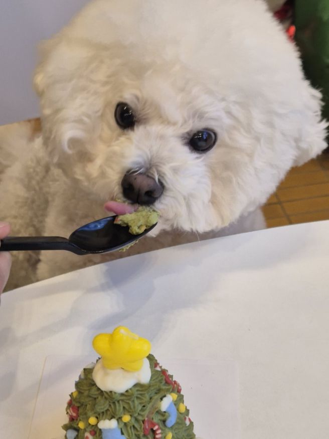 제주도 강아지 유치원 비용