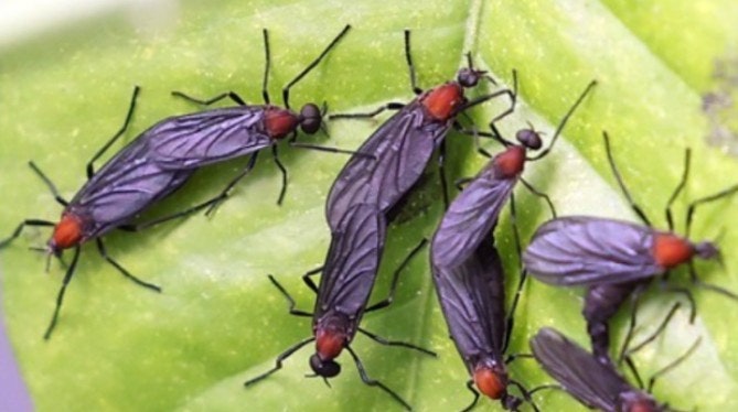 러브버그퇴치방법