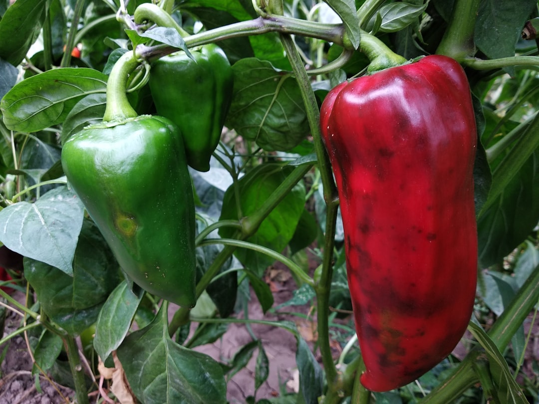 Gochu (pepper)