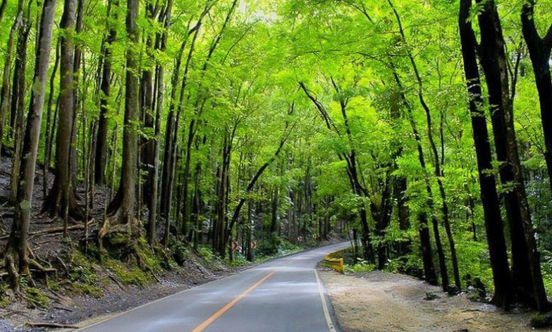 맨-메이드-포레스트-Man-Made-Forest