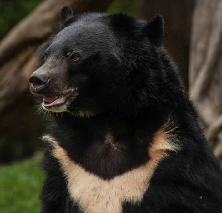 아침고요가족동물