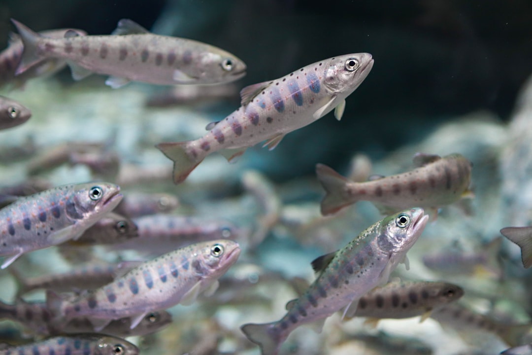 Trout