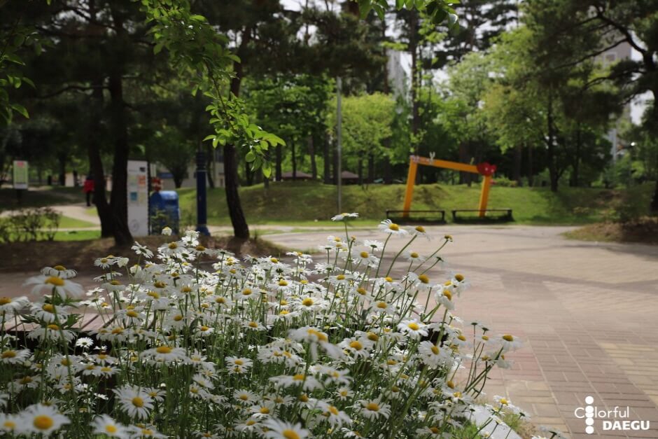 대구 가볼만한 단풍 여행은 어디일까? 대구 단풍 여행 총정리!