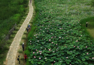 세미원 입장료 및 근처 맛집