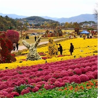 2024 화순 고인돌 가을꽃 축제