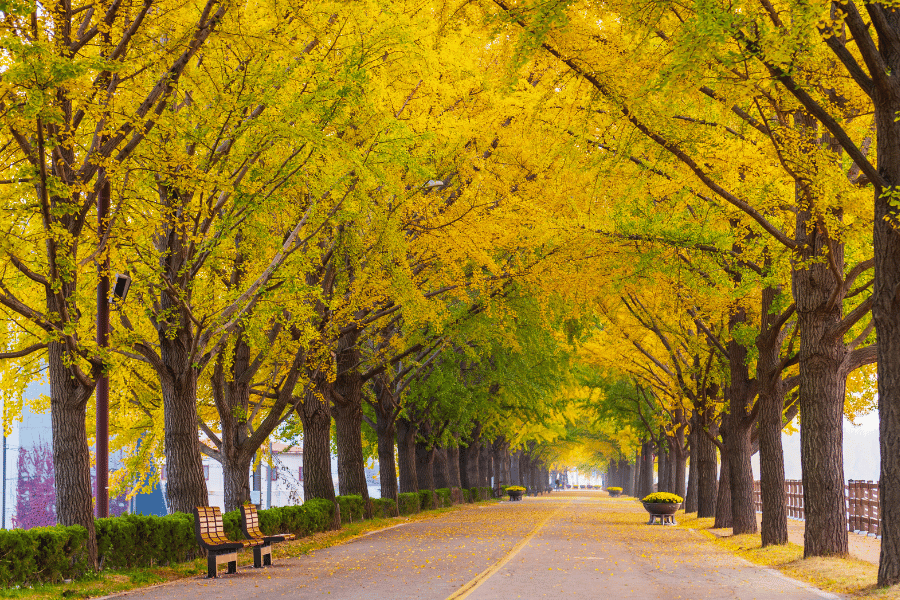 지금 꼭 가봐야 할 은행나무 명소