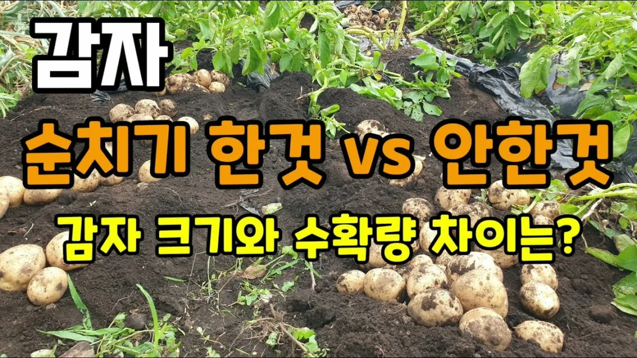 감자 수확시기 지역별 차이와 재배 팁_4