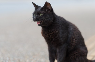 우는 검은 고양이.