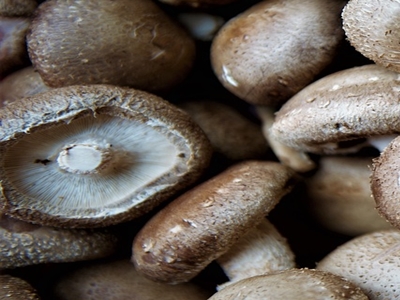 표고버섯 효능 사진28