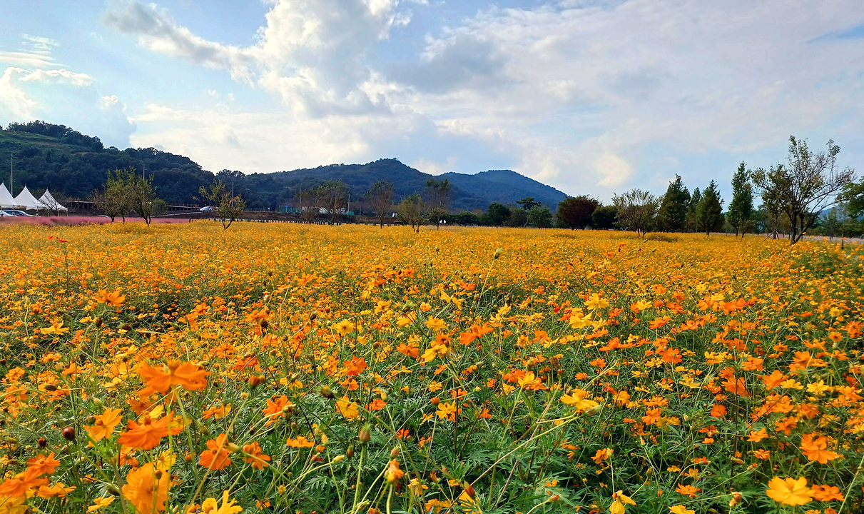 의령 친수공원 황화코스모스